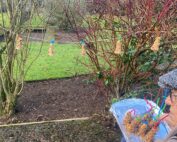 Big Garden Birdwatch