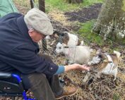 Goats Galore